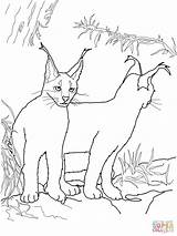 Caracal Kittens Colorare Designlooter Kids sketch template