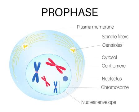 prophase wikipedia