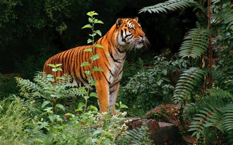 tiger animals jungle wallpapers hd desktop  mobile backgrounds