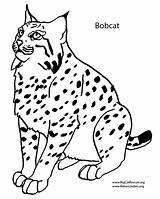 Bobcat Coloring Pages Color Printable Print Drawing Kids Sheets Getdrawings Onlycoloringpages sketch template