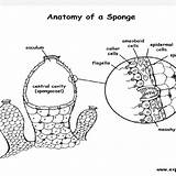 Sponge Anatomy sketch template