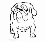 Bulldog Coloring Pages Dog Printable English Cattle Australian Puppy Kids Drawing Getdrawings Popular Getcolorings Template Inspirational sketch template
