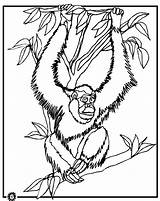 Orangutan Coloring Pages Color Sheet Clipart Dibujos Printable Animals Print Orangutanes Animal Popular Library Coloringhome sketch template