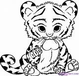 Tiger Coloring Dragoart Lion sketch template