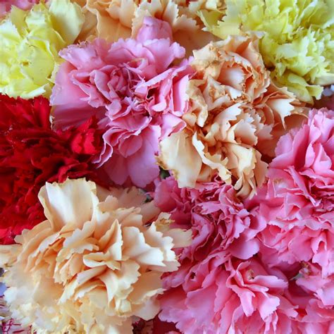 tips  tricks  healthy wholesale carnations main wholesale florist