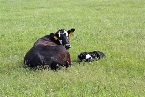 preventing grass tetany   lactating beef   spring unl beef