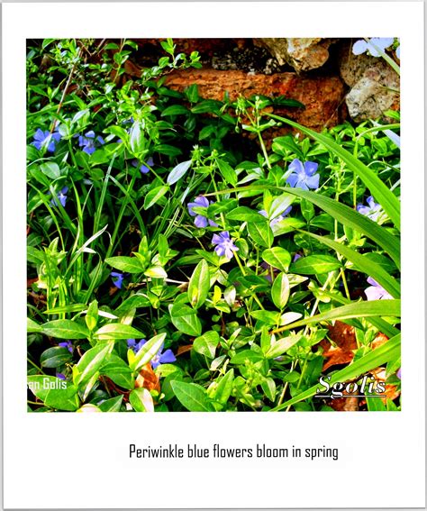yard  garden secrets cover ground  vinca minor