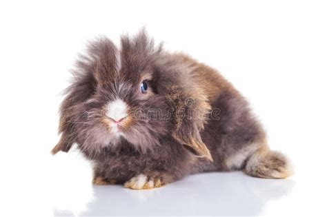 full body   cute lion head rabbit bunny stock image image