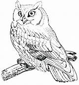 Owl Coloring Pages Horned Prey Great Birds Drawing Getcolorings Burrowing Snowy Color Getdrawings Print sketch template