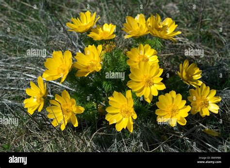 spring adonis yellow pheasants eye adonis vernalis flowering plant stock photo alamy