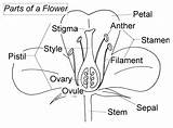 Stigma Labelled Ovary Pistil Ovules Structure Proprofs Quizlet Reproductive Markcritz sketch template