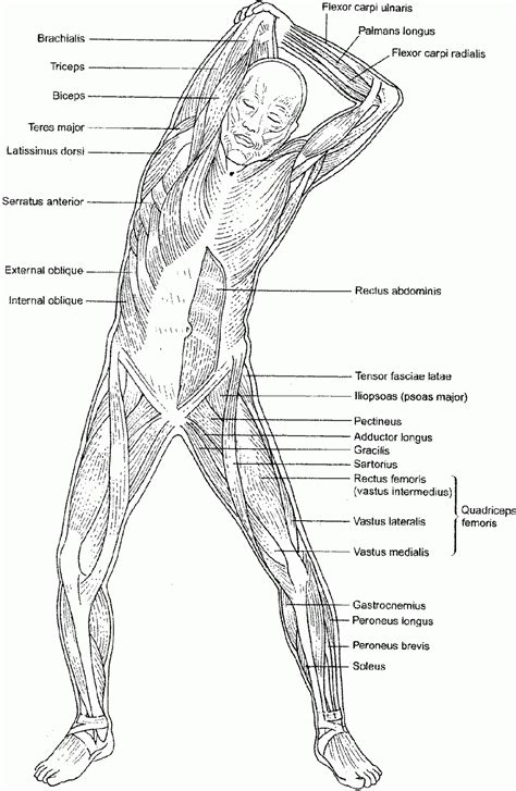 anatomy coloring pages muscles human anatomy diagram tensor fasciae