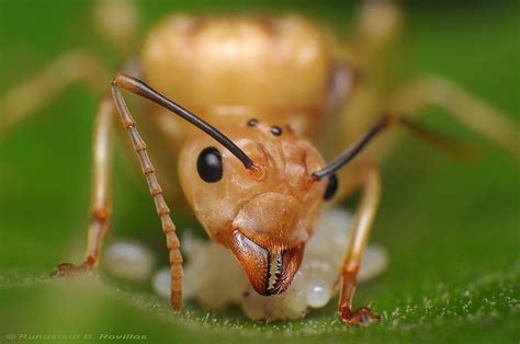 queen ant  rundstedt  rovillos  flickr ants pinterest ants   queen ant