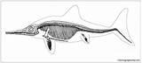 Ichthyosaurus Ichthyosaur sketch template