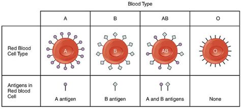 blood type antigens antibodies  transfusions biomed guide