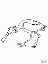 Spoonbill Coloring Bird Roseate Pages Supercoloring Drawing Printable Drawings sketch template