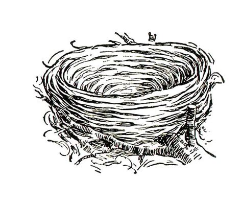 bird nest  dry grass coloring pages  place  color