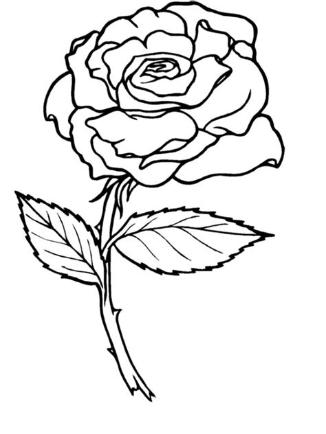 roses coloring pages  adults  printable
