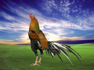 mencetak ayam bangkok  kuat ayam juara