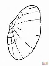 Muschel Ausmalbild Ausmalbilder Muscheln Clam Shell Ausmalen Kostenlos Ausdrucken Giant Shells Malvorlagen Kinderbilder Clipartmag sketch template