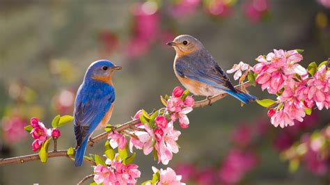 vogels voeren  je tuin dit kun je ze geven  de lente rtl nieuws