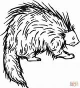 Porcupine Coloring Pages Printable Drawing Color Supercoloring Book Cape Clipart Line Porcupines Kids Drawings Animals Tablets Compatible Ipad Android Version sketch template