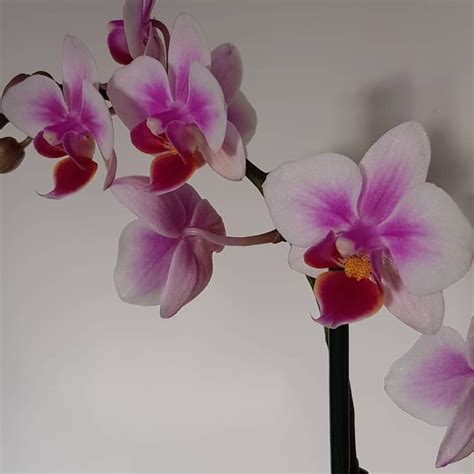 ma derniere acquisition orchidee orchideechepassione orchideen gardenlife instaflower