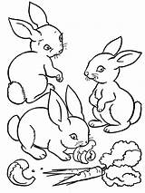 Rabbit Coloring Pages Bunny Printable Kids sketch template