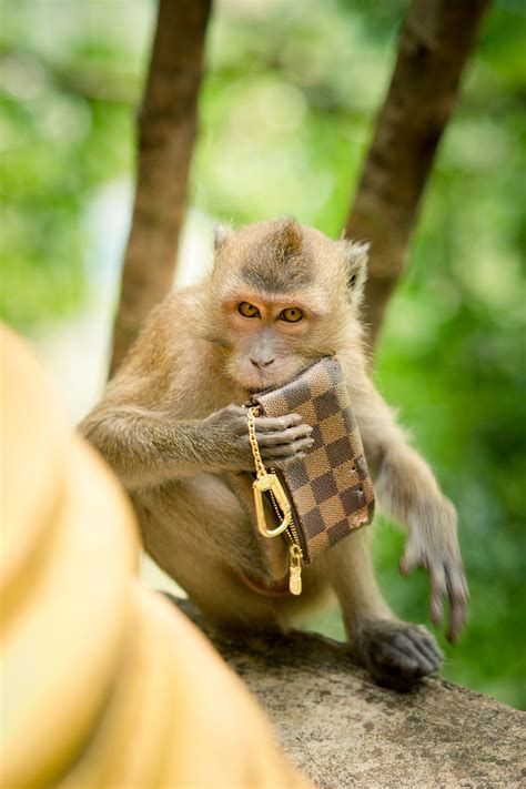 apen op bali stelen gsms en vragen eten als losgeld de morgen