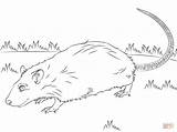 Rat Ratten Wiese Rats Ratte Ratos Colorir Ratinhos Niedliche Szczur sketch template