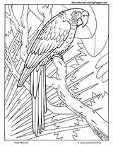 Rainforest Macaw Colouring sketch template
