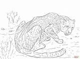 Coloring Pages Cheetah King Skip Main Drawing sketch template