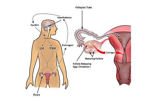 Sex during ovulation period