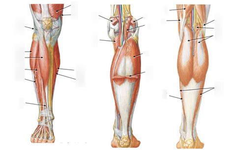spieren van het onderbeen diagram quizlet