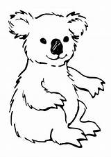Koala Coloring Pages Kids Printable Template Animal Animalplace sketch template