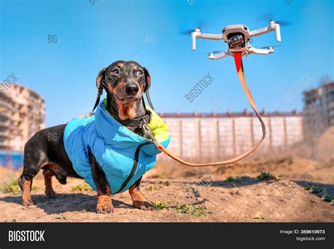 drone walks dog image photo  trial bigstock