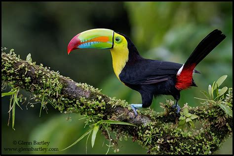 nature photography by glenn bartley favourite nature photos from central america