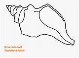 Conch Shell Seashells Seashell Webstockreview sketch template
