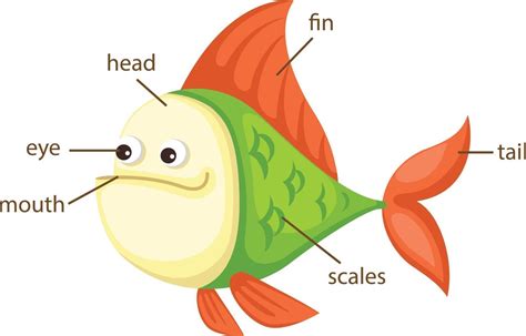 fish vocabulary part  body vector  vector art  vecteezy