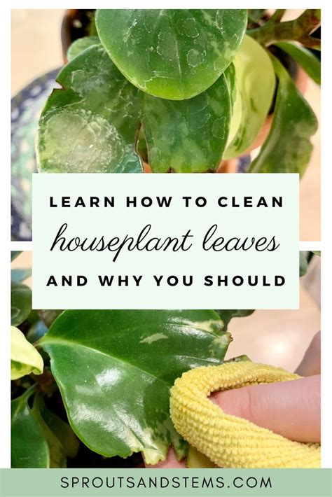 easily clean houseplant leaves     house plant