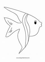 Pesce Colorare Tropicale Sagoma Delfino Disegnidacolorare sketch template