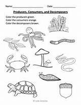Decomposers Consumers Producers Freebie sketch template