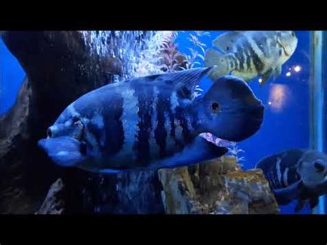 aquarium au panama youtube