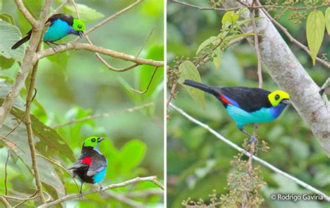 Paradise Tanager Tangara Chilensis Peru Aves