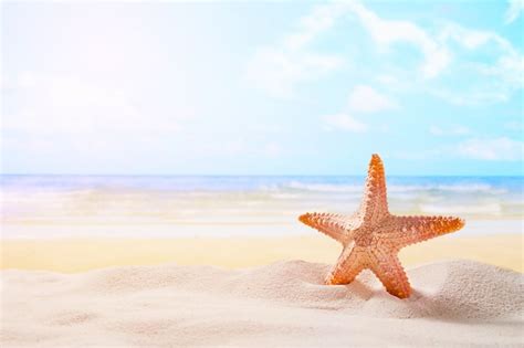 photo starfish  summer sunny beach  ocean background travel