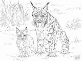 Coloring Bobcat Pages Lynx Baby Lince Para Colorear Drawing Animales Iberian Furry Adult Iberico Dibujos Mother Supercoloring Imprimir Color Printable sketch template