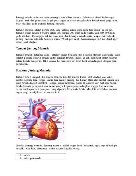 gambar anatomi jantung  fungsinya anatomy structure