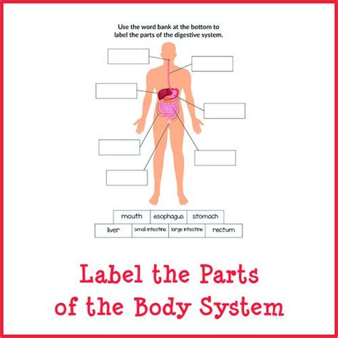 human body parts label label design ideas