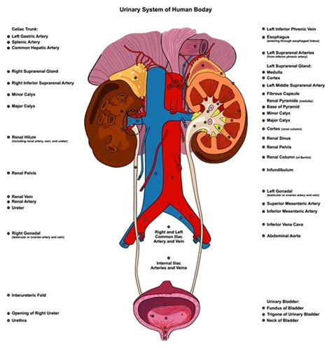 urologic diseases