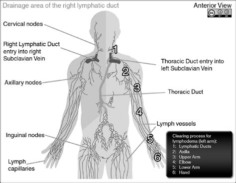 diagram   lymphatic system